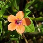 Lysimachia arvensis Blüte