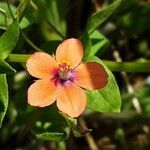 Lysimachia arvensis Fiore