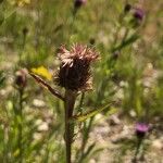 Centaurea decipiens Fruto