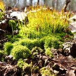 Saxifraga bryoides Hostoa