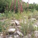 Calamagrostis pseudophragmites Іншае