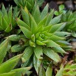 Sempervivum globiferum Leaf