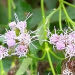 Chromolaena odorata Floare