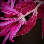 Loropetalum chinense Квітка