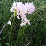 Allium massaessylum Flower