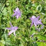 Campanula rapunculusFlower