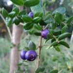 Rhaphithamnus spinosus Fruto