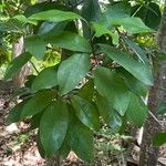 Daphnopsis occidentalis Yaprak