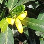 Cneorum tricoccon Flower