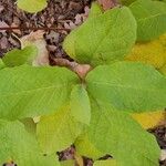 Pterostyrax hispidus Folla