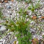 Carex bohemica Hoja