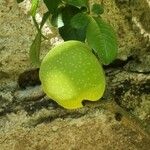 Chaenomeles speciosa Fruit