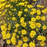 Erigeron linearis Flower