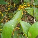 Phoradendron piperoides Φύλλο
