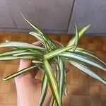 Chlorophytum capense Ліст