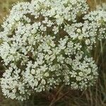 Seseli annuum Blüte