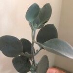 Kalanchoe orgyalis Blad