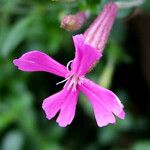 Silene schafta Flower