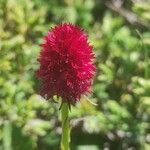 Gymnadenia nigra Flower