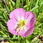 Oenothera speciosaFlor