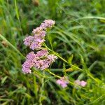 Achillea × roseoalba Blomst