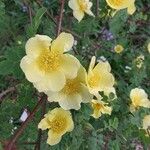 Rosa xanthina 花