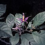 Solanum subinerme Blomma