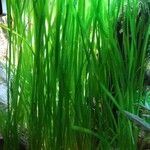 Vallisneria spiralis Likasa