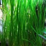 Vallisneria americana Hostoa