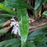 Coelogyne foerstermannii Hoja