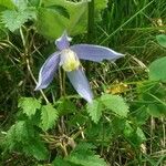 Clematis alpinaFlower