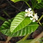 Bonafousia siphilitica Цвят