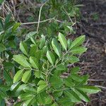 Aglaia elaeagnoidea Deilen