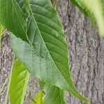 Alnus japonica Blatt
