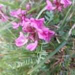 Pedicularis rostratocapitata Flower