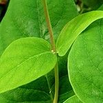 Hypericum androsaemum Leaf