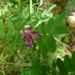Lathyrus niger Otro