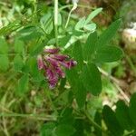 Lathyrus niger Drugo