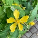 Hypericum monogynum Floare