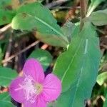 Oenothera rosea Kukka