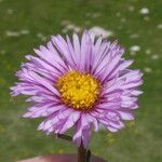 Erigeron uniflorus Virág