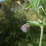 Vicia benghalensis Casca