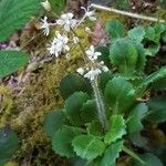 Saxifraga spathularis Flower