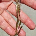 Avenula pubescens Fula