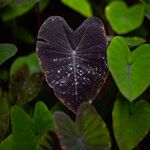 Colocasia esculenta Folla