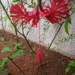 Hibiscus schizopetalus 花