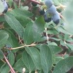 Lonicera caerulea Φύλλο