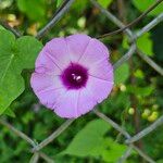 Ipomoea cordatotriloba Flower