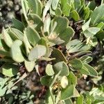 Arctostaphylos columbiana ᱥᱟᱠᱟᱢ