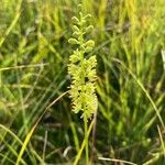 Tofieldia calyculata Flower